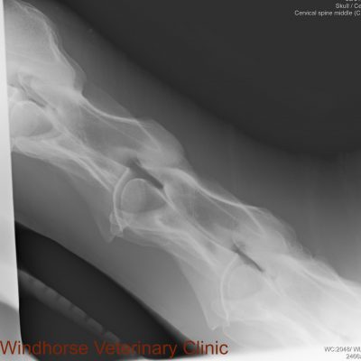 An x-ray of a horses leg