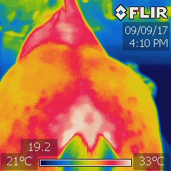 a thermography image of a horses back