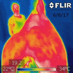 A thermography image of a horses back